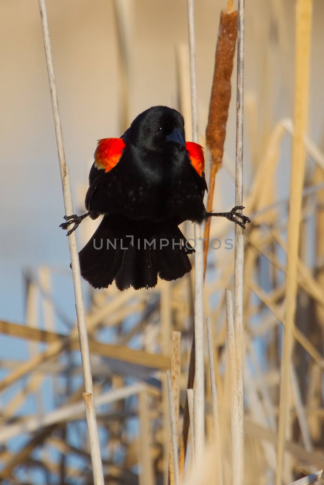 Male Red-winged Blackbird by Coffee999