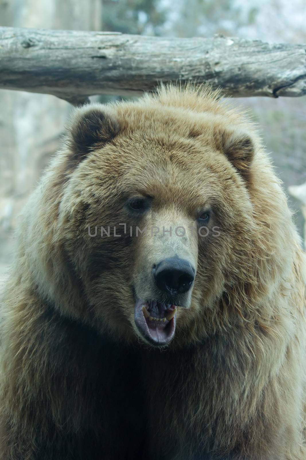 Brown Bear at the zoo by Coffee999