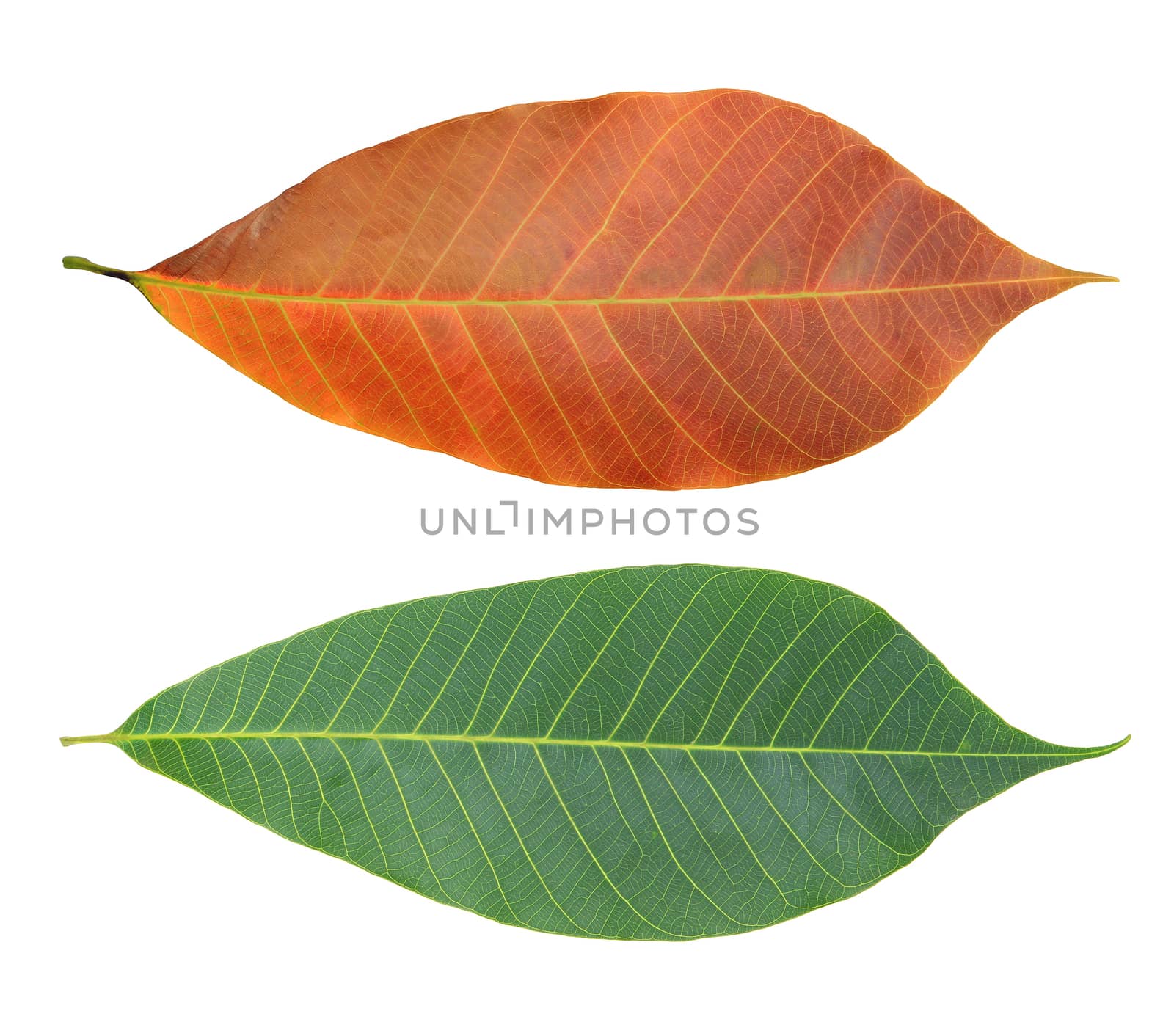Rubber leaves isolated on white
