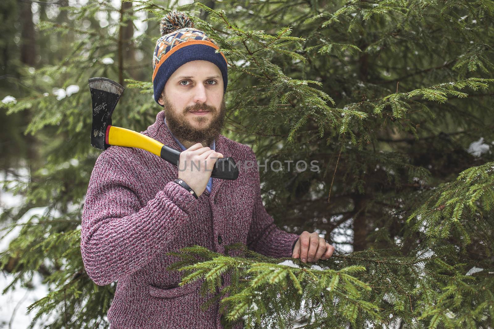 Woodcutter with beard and axe cuts fir tree in winter woods