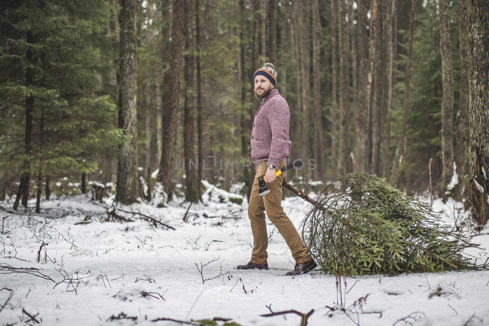 Lumberjack with beard is bearing a spruce tree in winter forest