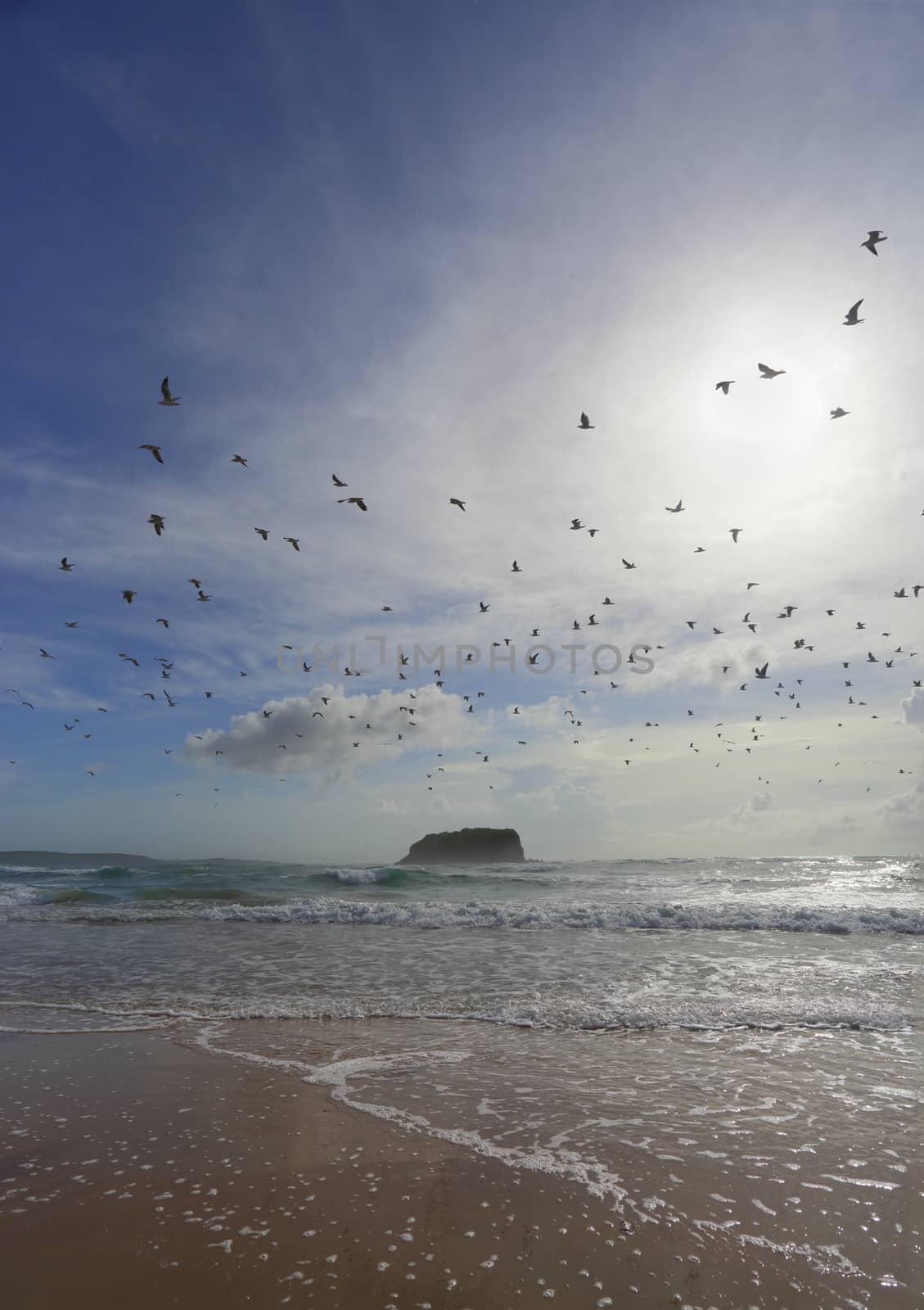 Flock of seagulls fly overhead at Mystics Beach by lovleah