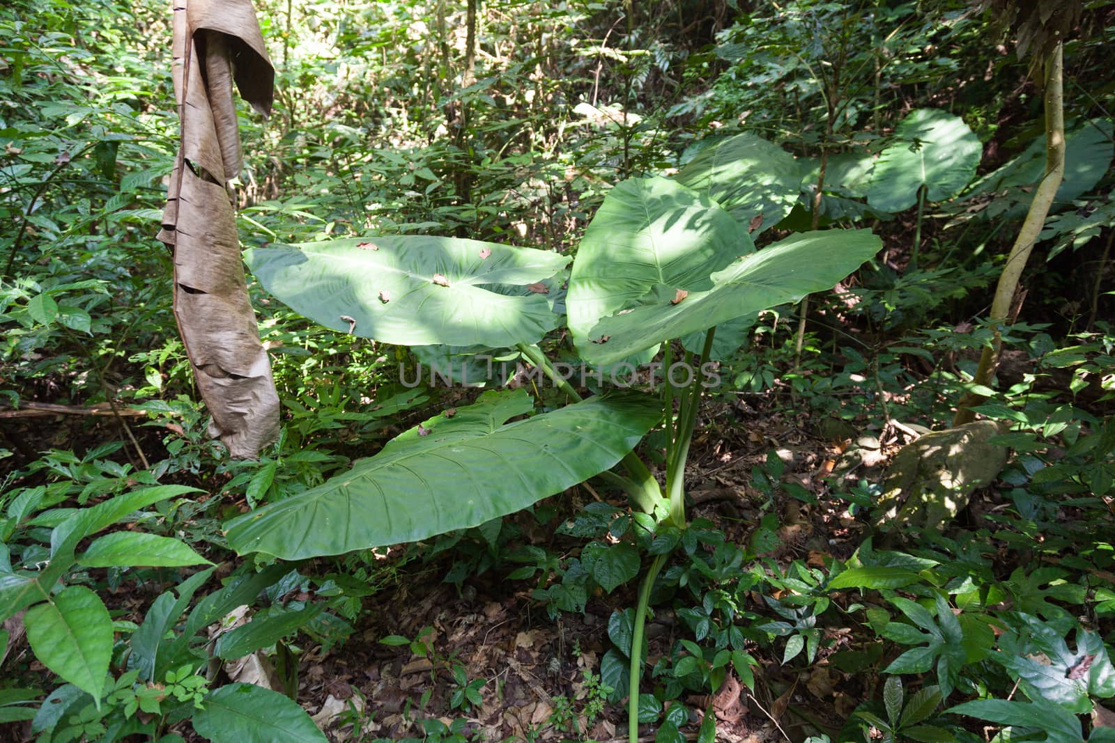 Trees with large leaves. In the wild, a moisture and fertility.
