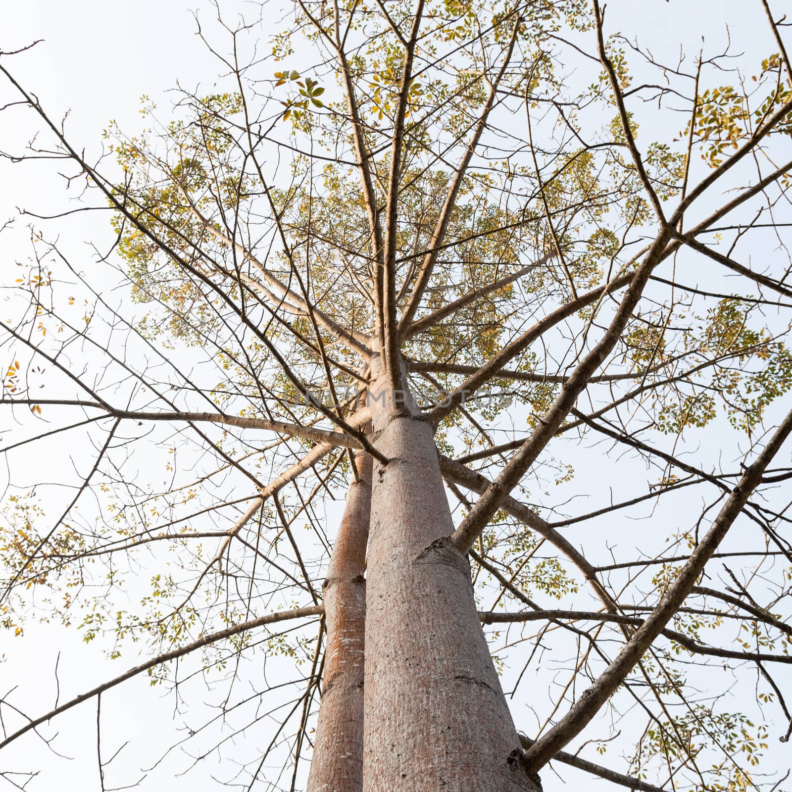 tall tree. The branching out a lot, but very rarely leaves. In the forest is wet.