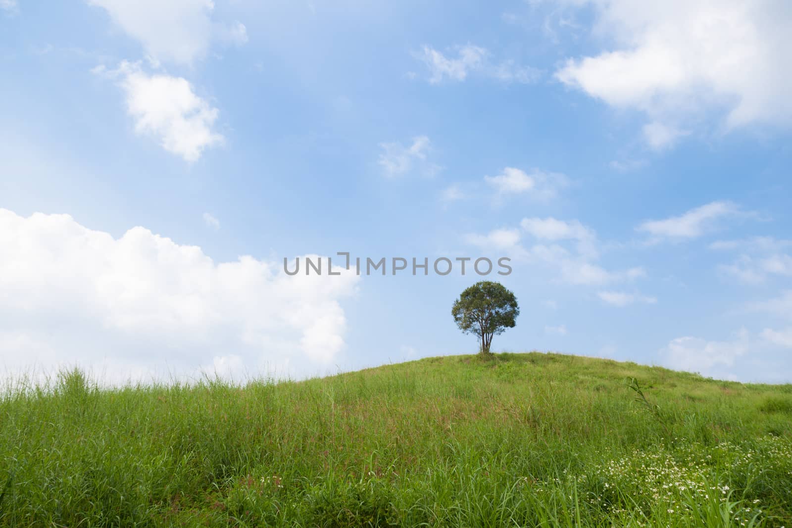 Single tree on a hill. Cloudy sky clear And verdant meadows