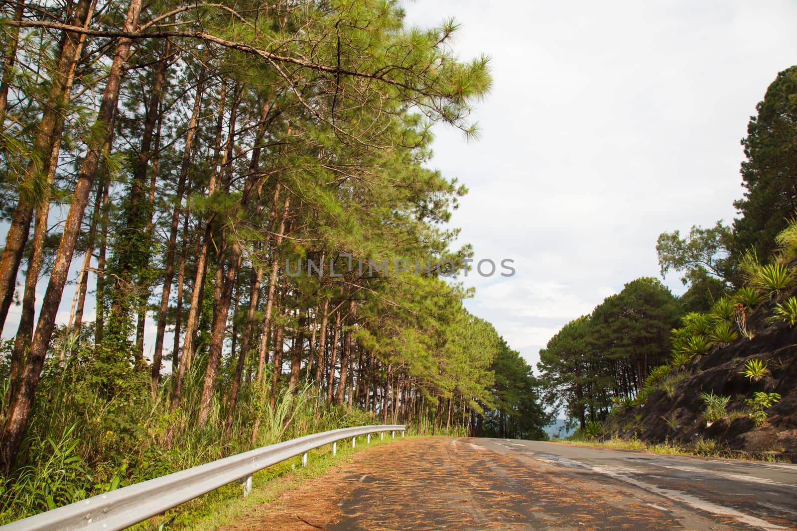 Pine street. Pine were planted along the street, a street lined trails on the Mountains.