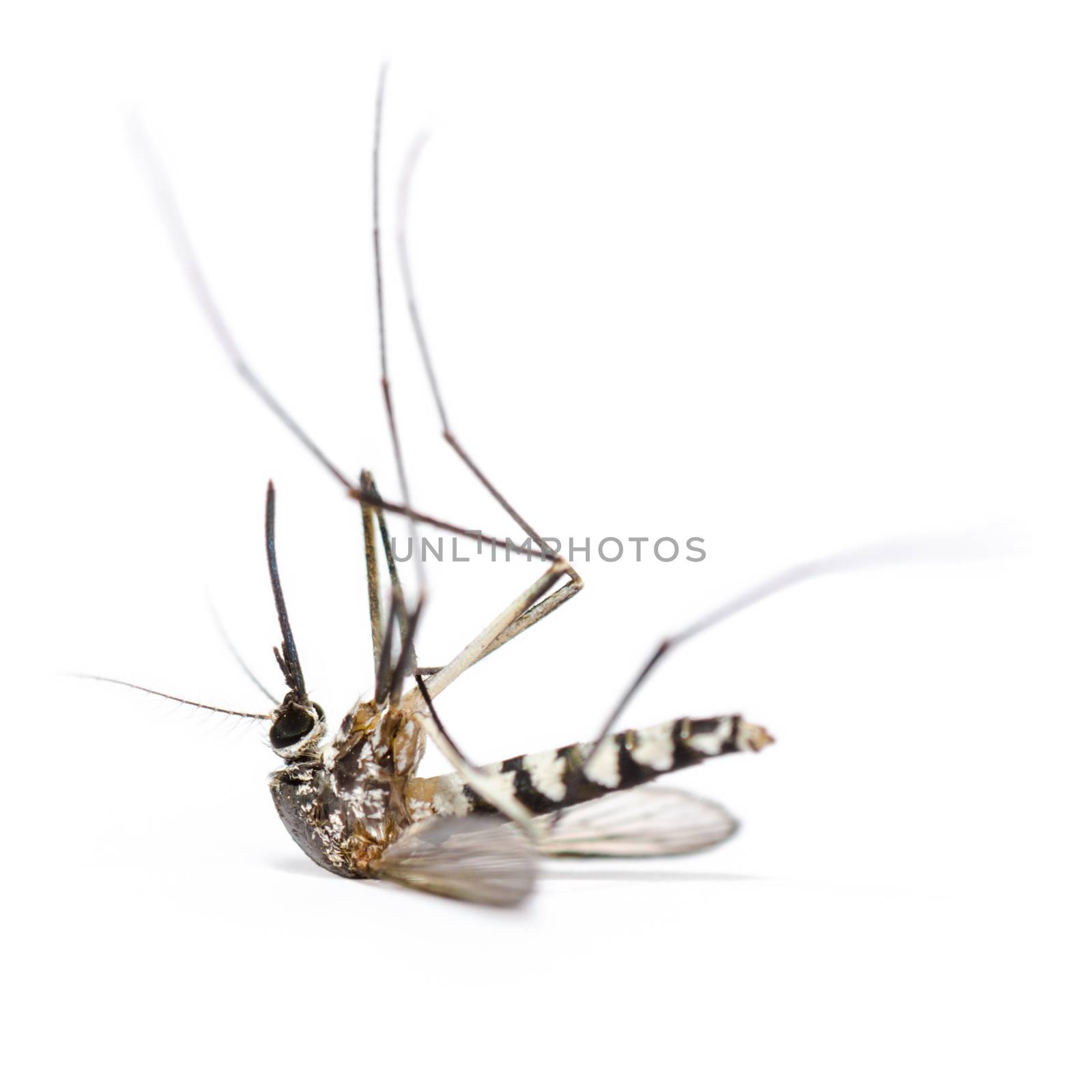 Close up Aedes albopictus dead (Stegomyia albopicta), also known as (Asian) tiger mosquito or forest mosquito isolated on white background