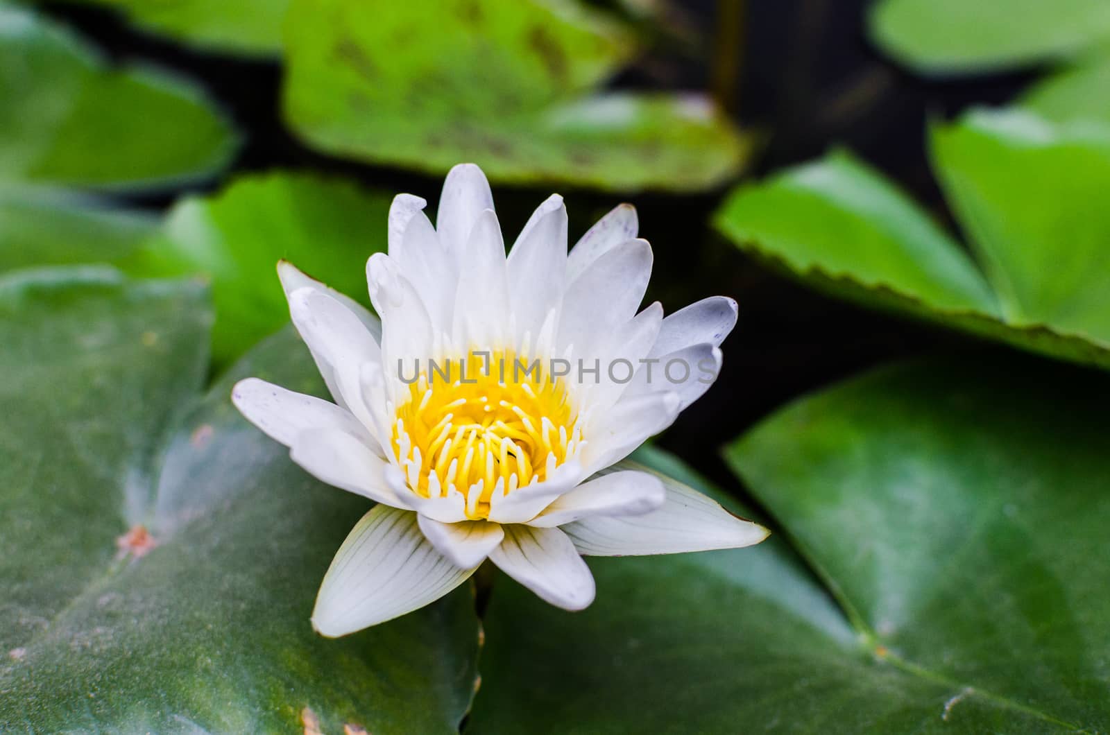 A beautiful white waterlily or lotus flower in pond by wanichs
