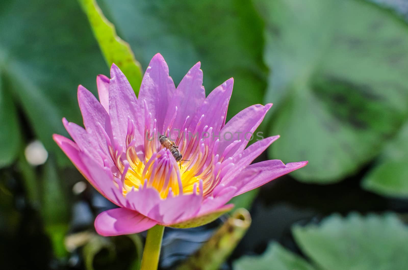 A beautiful pink waterlily or lotus flower in pond with bee by wanichs