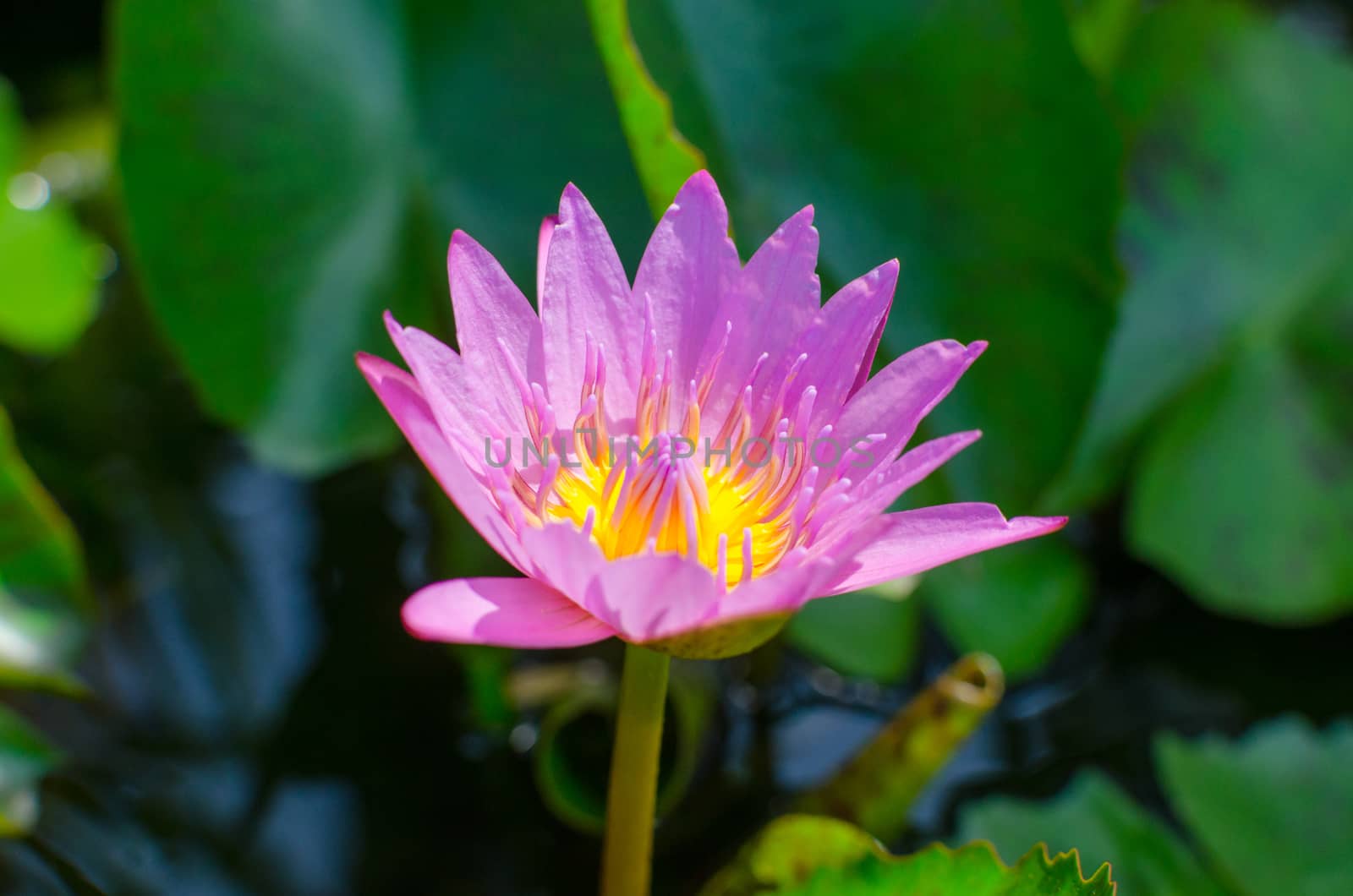 A beautiful pink waterlily or lotus flower in pond with bee by wanichs
