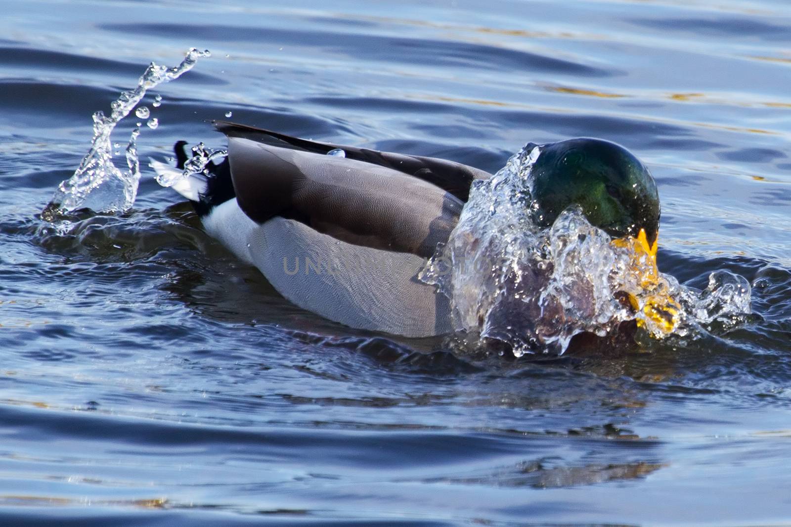 Mallard duck splashing in a small pond.