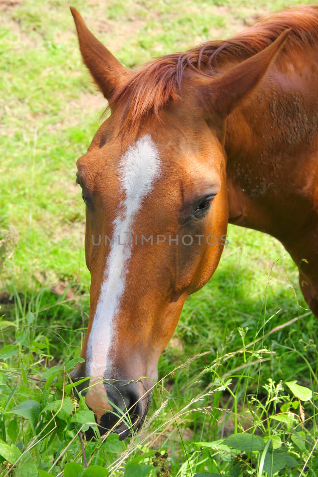 Portrait of horse eating grass close up view