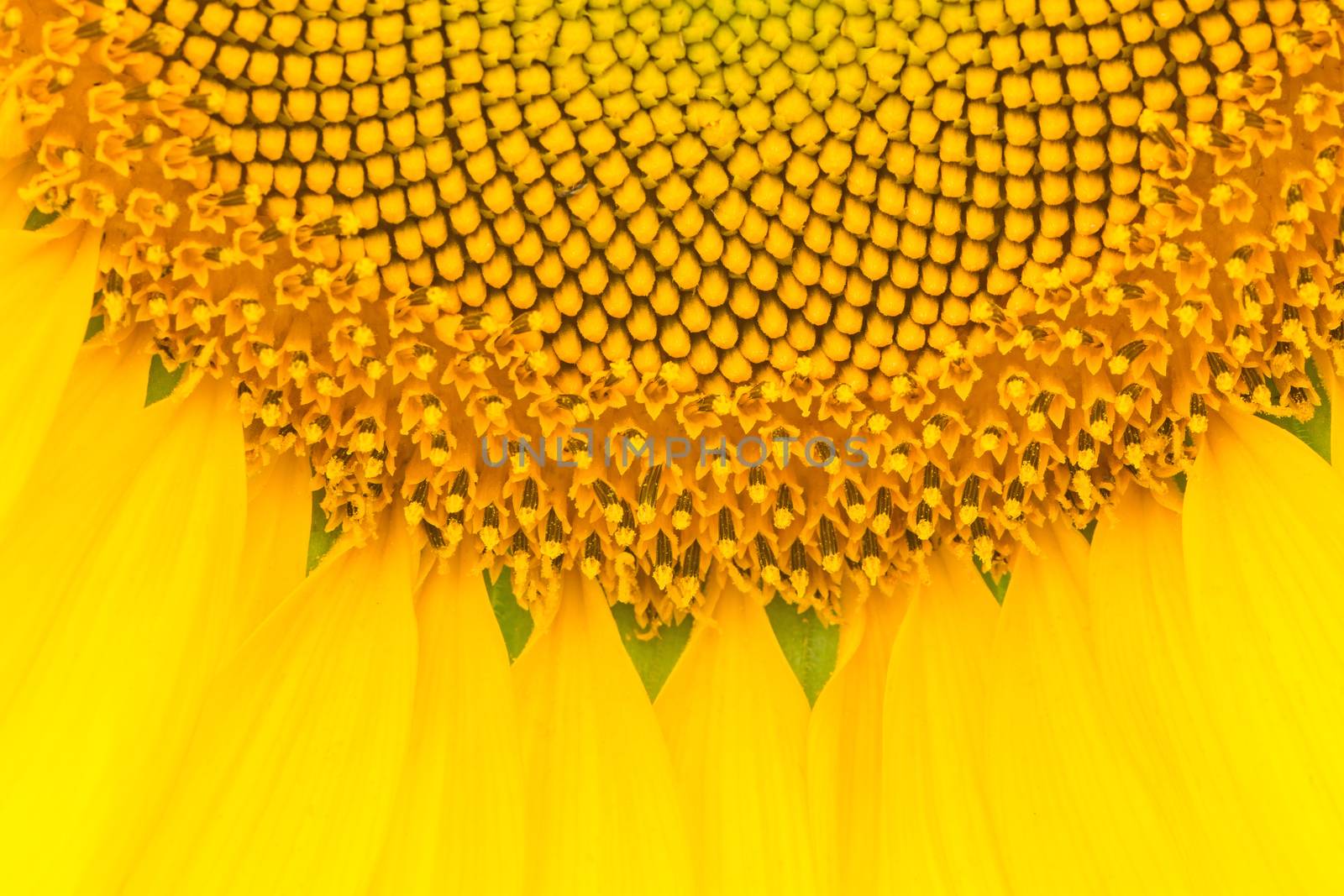 Yellow abstract texture background of sunflower petal closeup