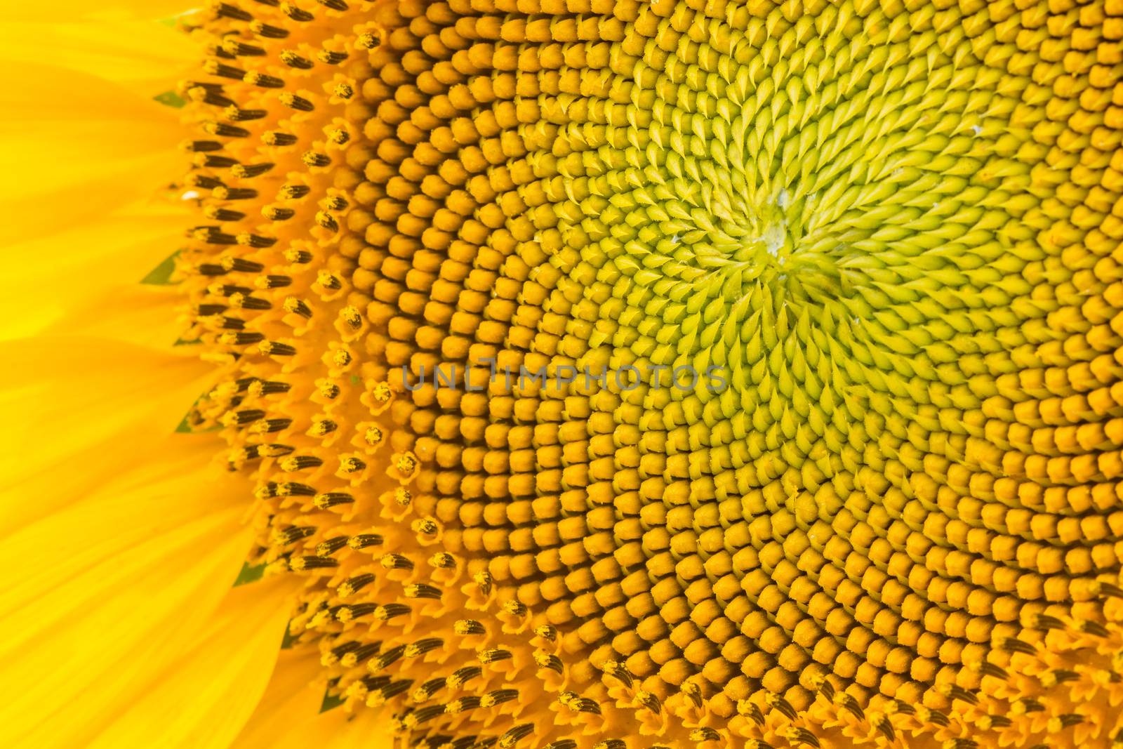 Yellow abstract texture background of sunflower petal closeup