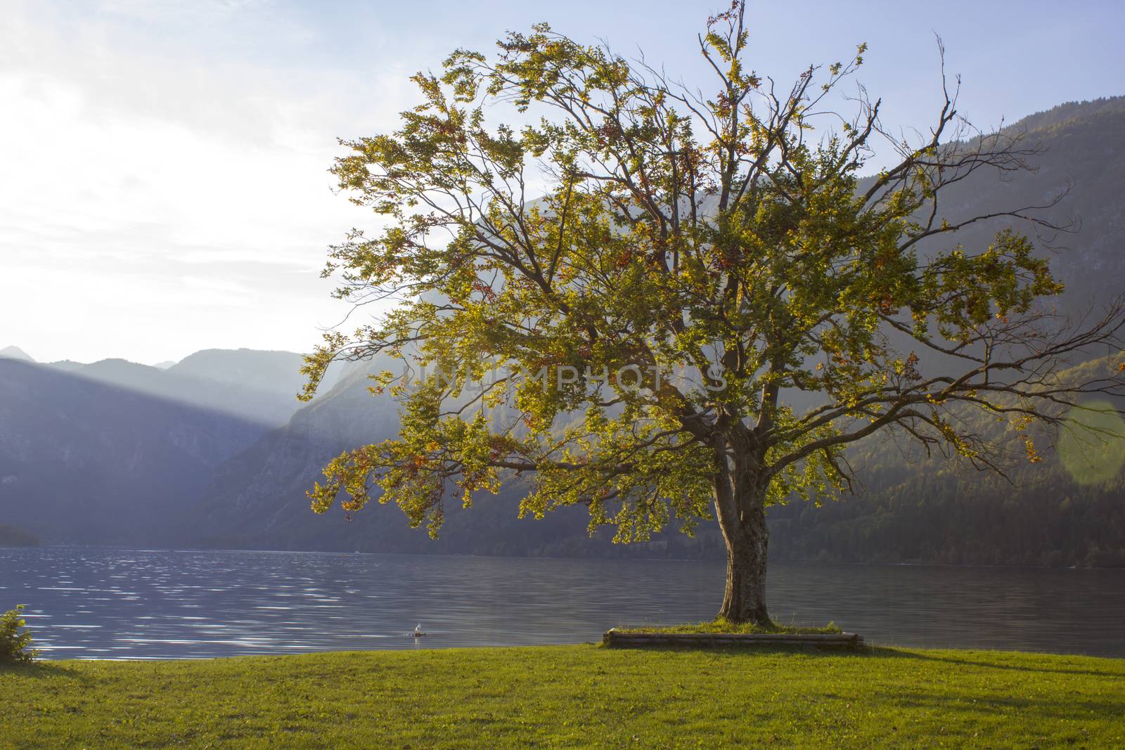 Old tree by the Bohinj lake, Slovenia by miradrozdowski