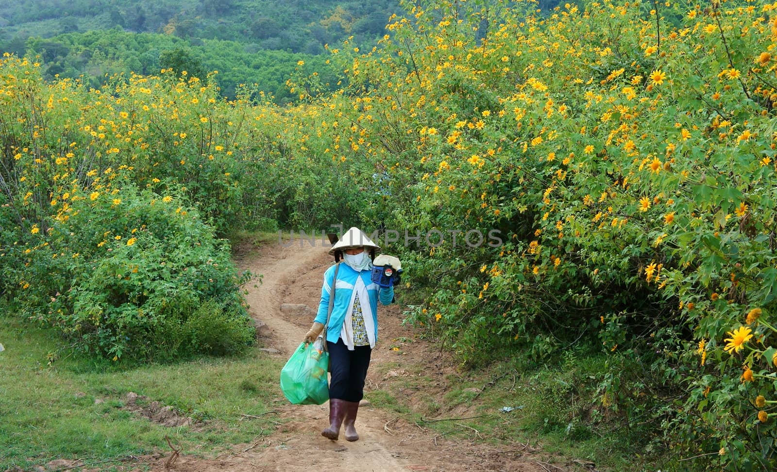 DA LAT, VIET NAM- NOV 10: Asian woman walk on path of countryside, bush of wild sunflower bloom in yellow, colorful scene, Vietnamese farmer with beautiful nature, Dalat, Vietnam, Nov 10, 2014