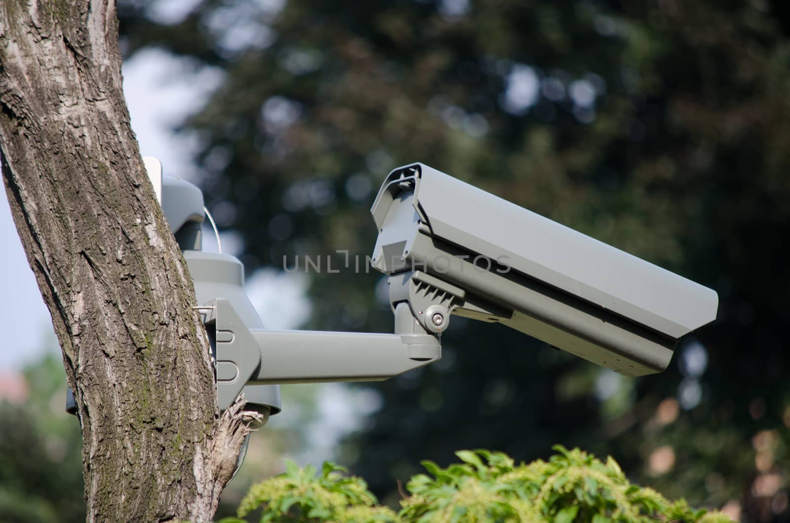 security camera on the tree by sarkao
