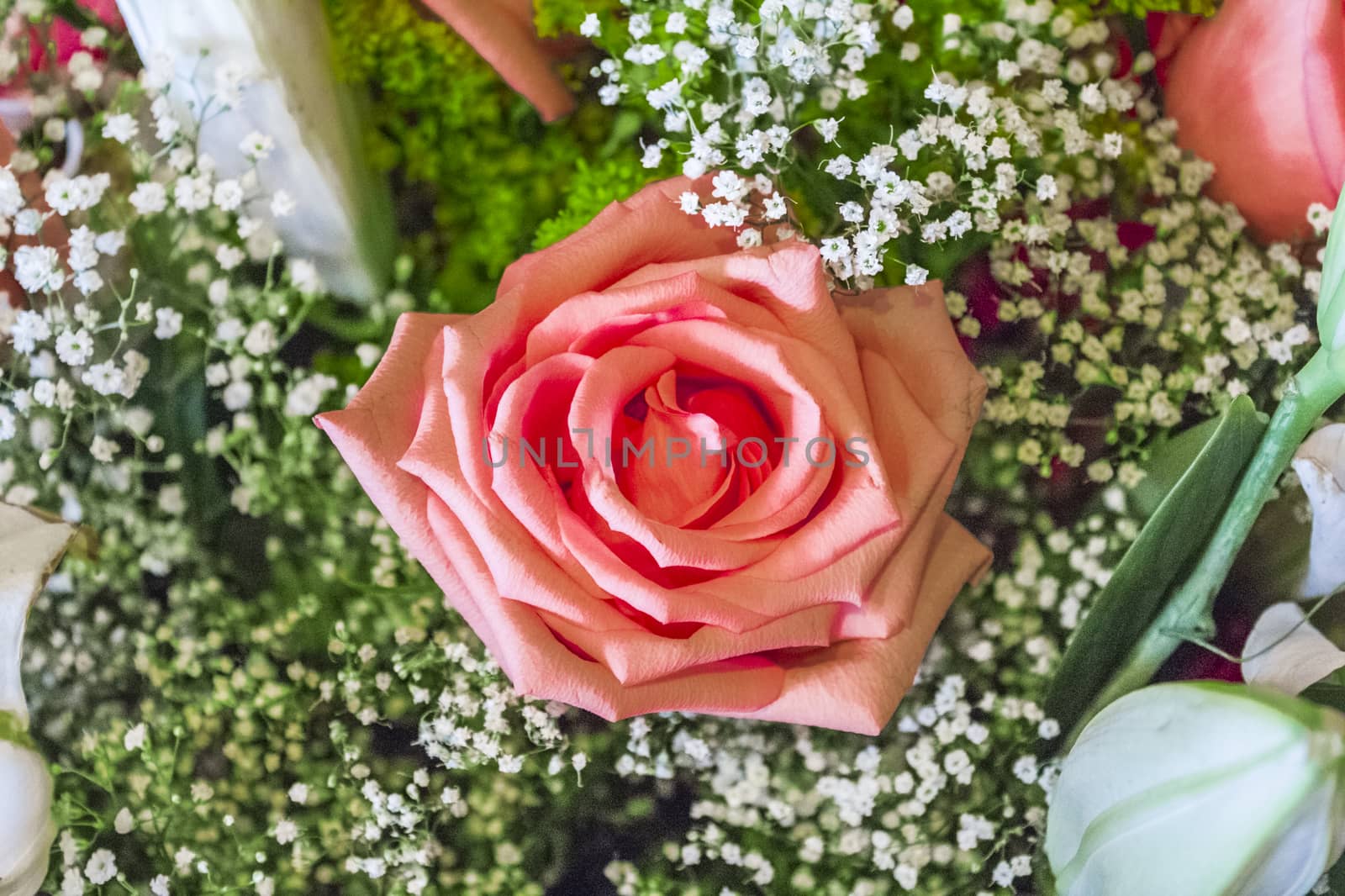 Rose  the most beloved and coveted tsvetok.Olitsetvorenie beauty of femininity and love.