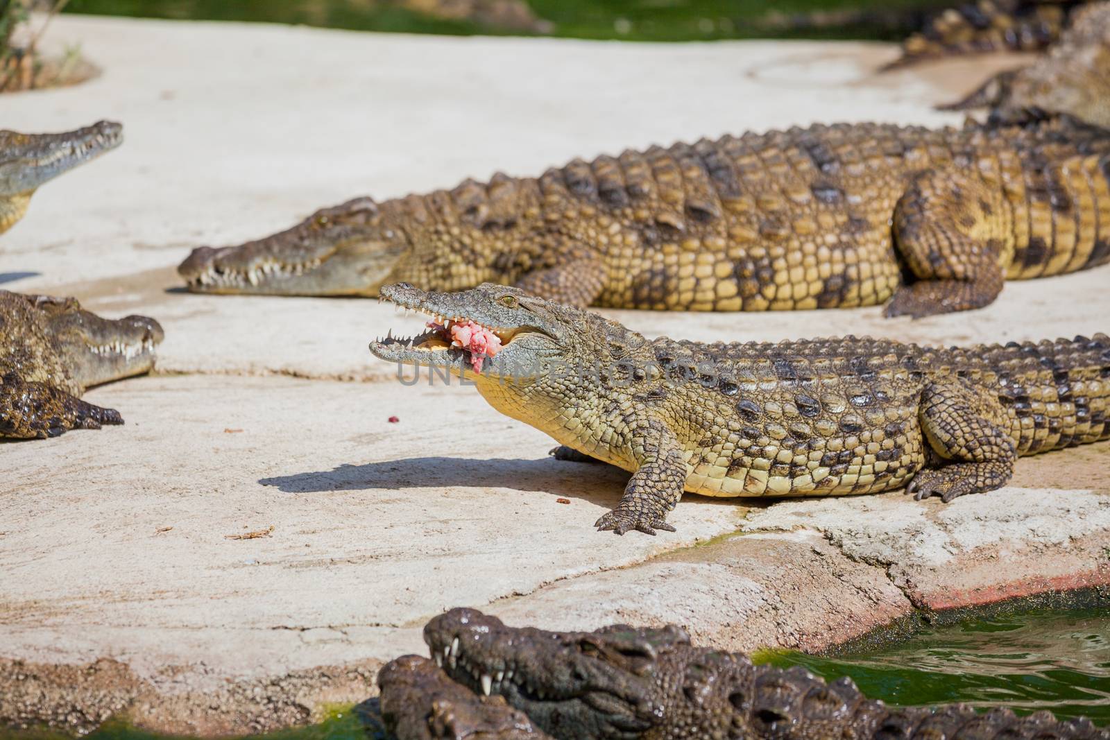Closeup big crocodiles resting in a crocodiles farm.