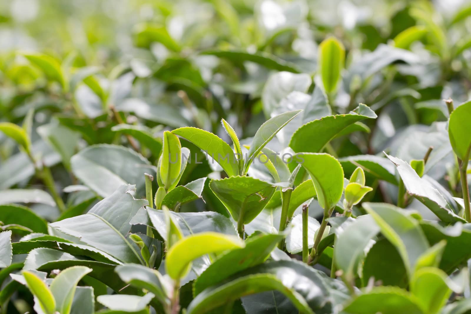 Green tea bud and fresh leaves. Tea plantations. by art9858