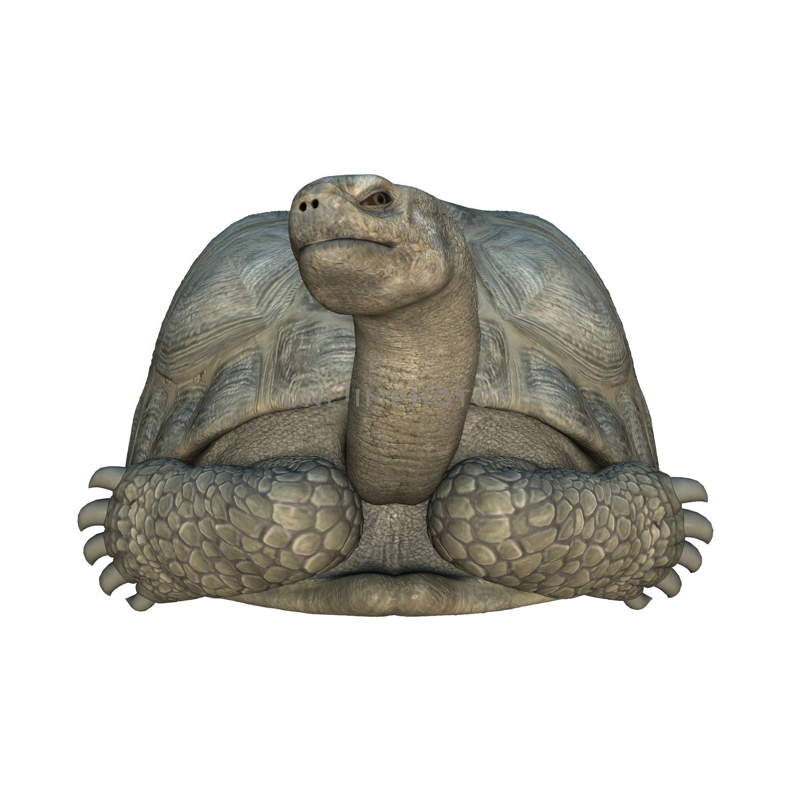 3D digital render of a Galapagos tortoise iaolated on white background,