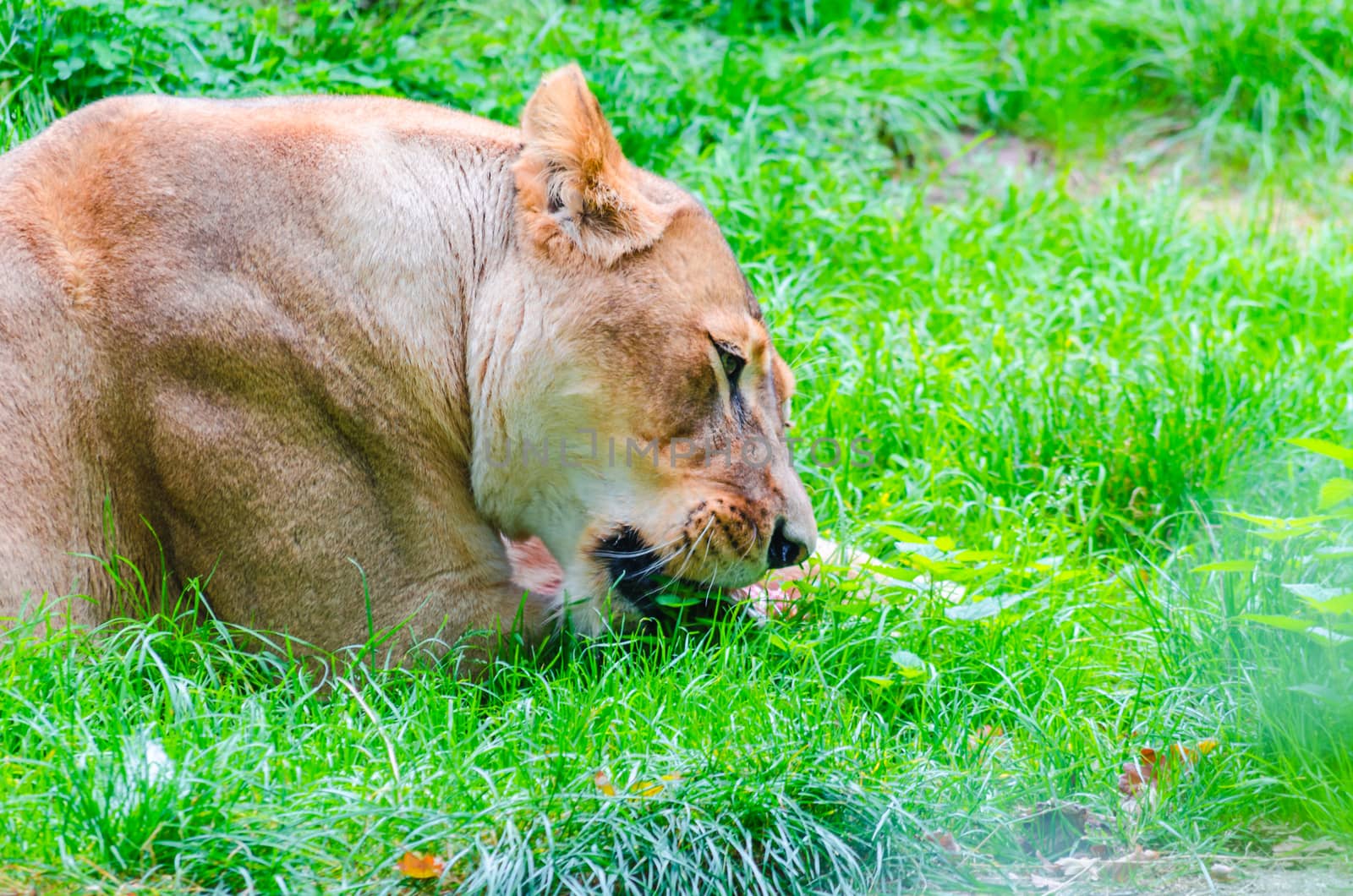 Female lion lying in the grass while eating.