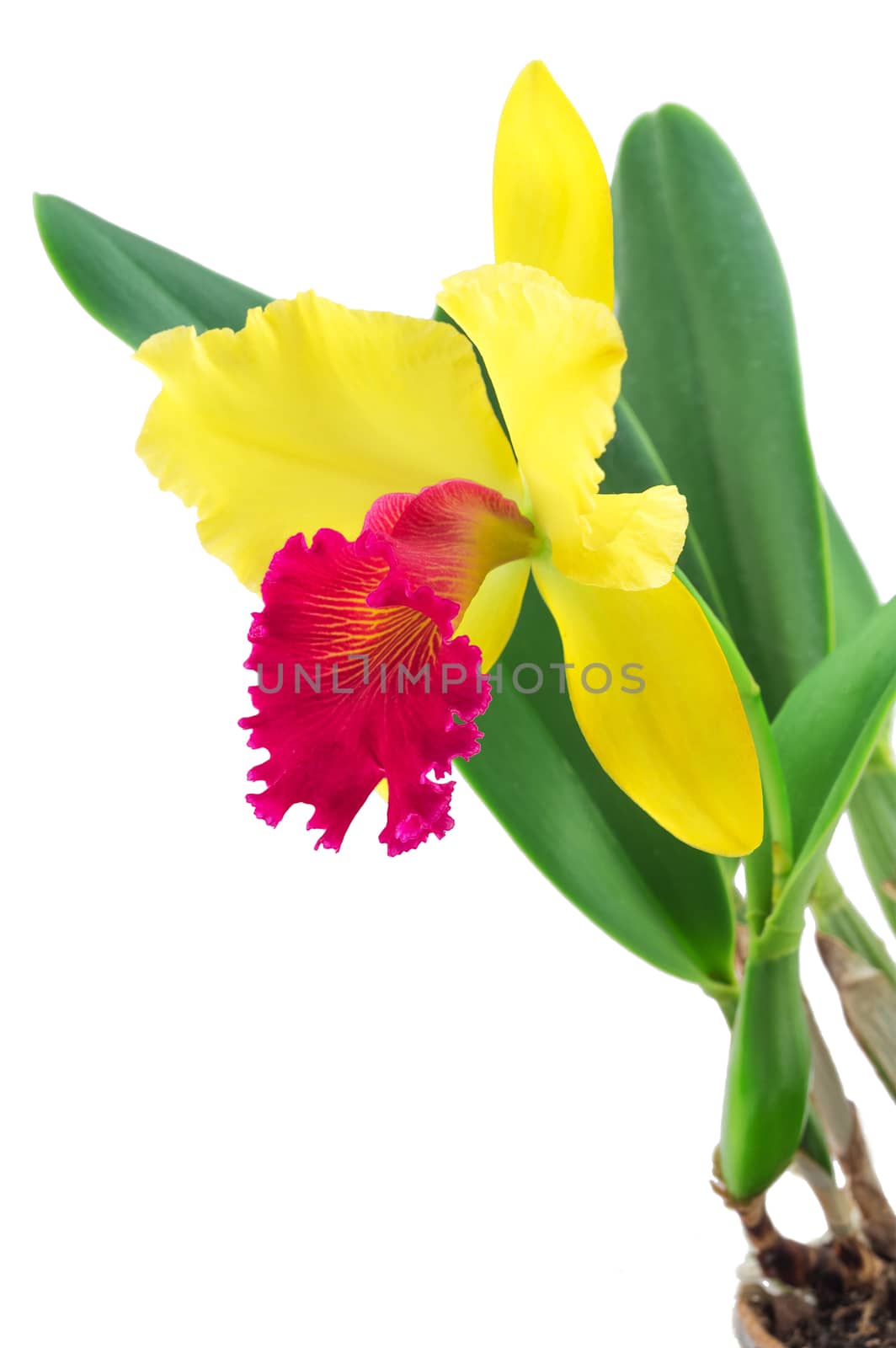 Flower cattleya orchid isolated on a white background