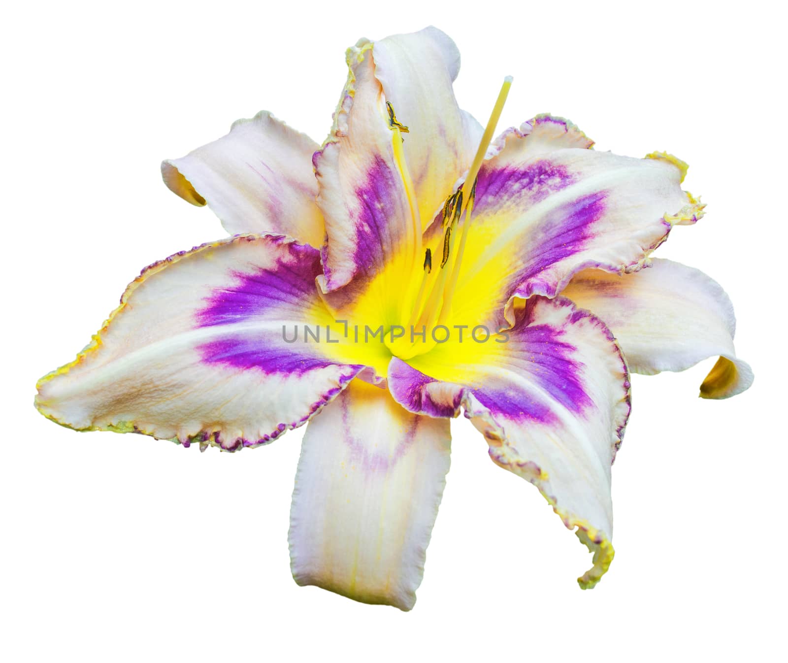 Multicolored daylily (Hemerocallis) isolated on a white background