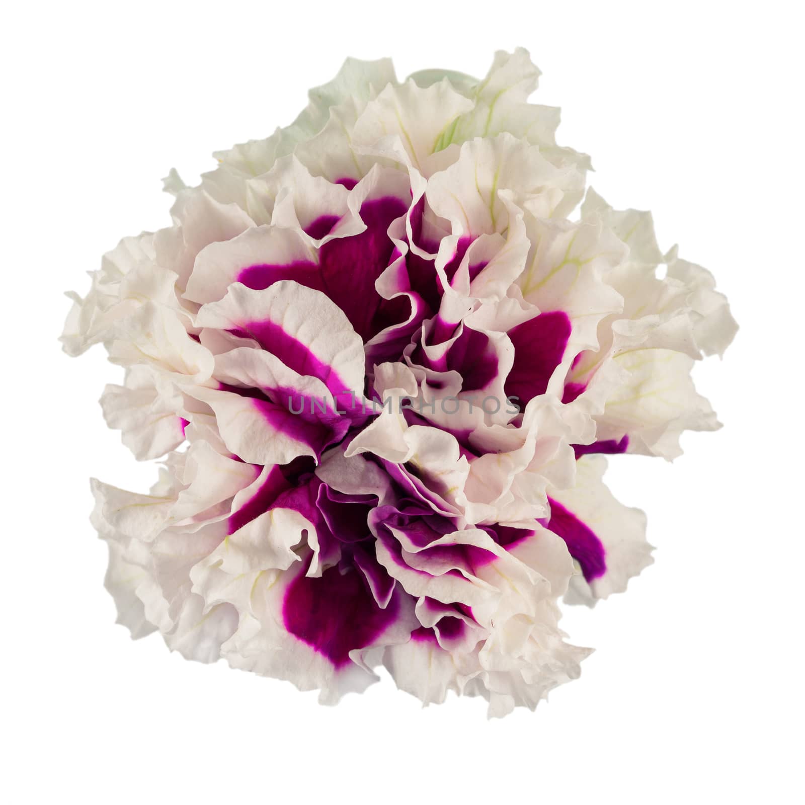 Petunia flower isolated on a white background 