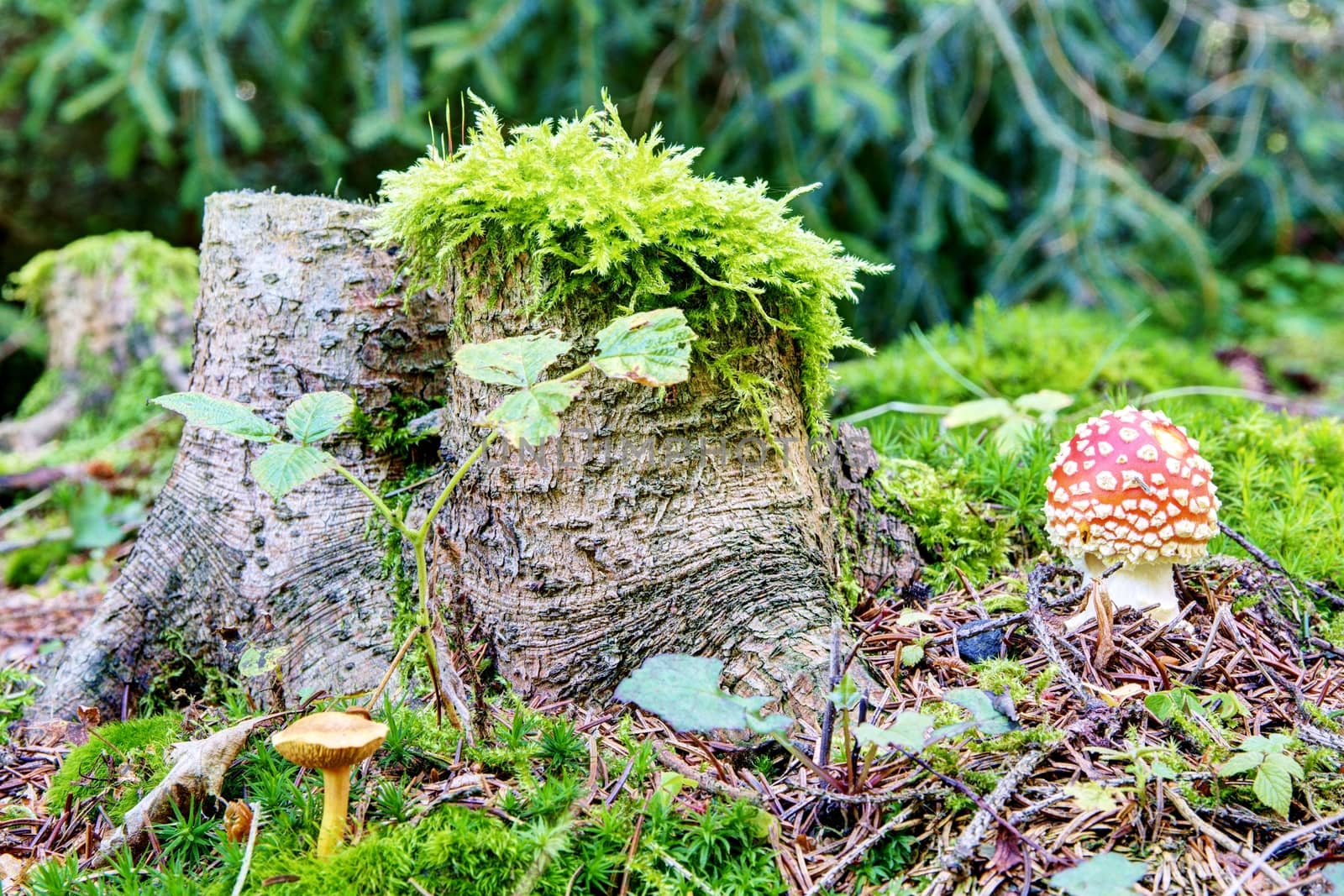 Mushrooms in the wood by Dermot68