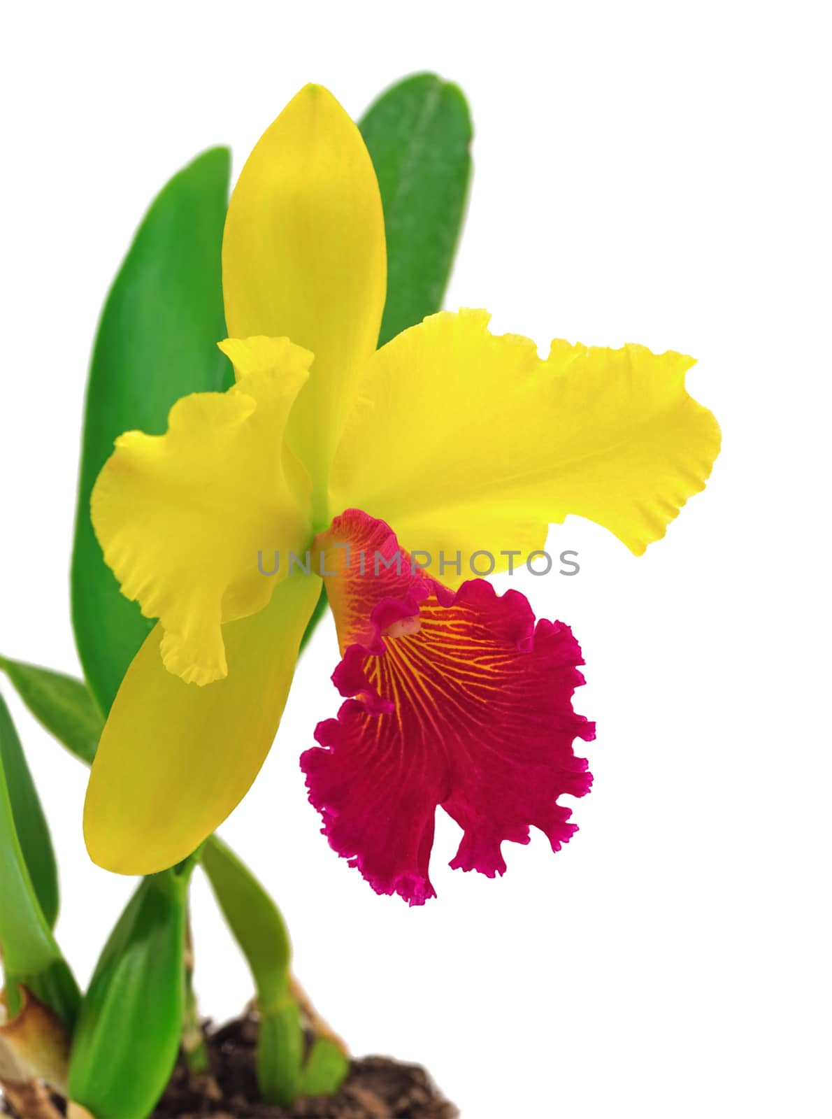 Cattleya orchid isolated on a white background by hemerocallis