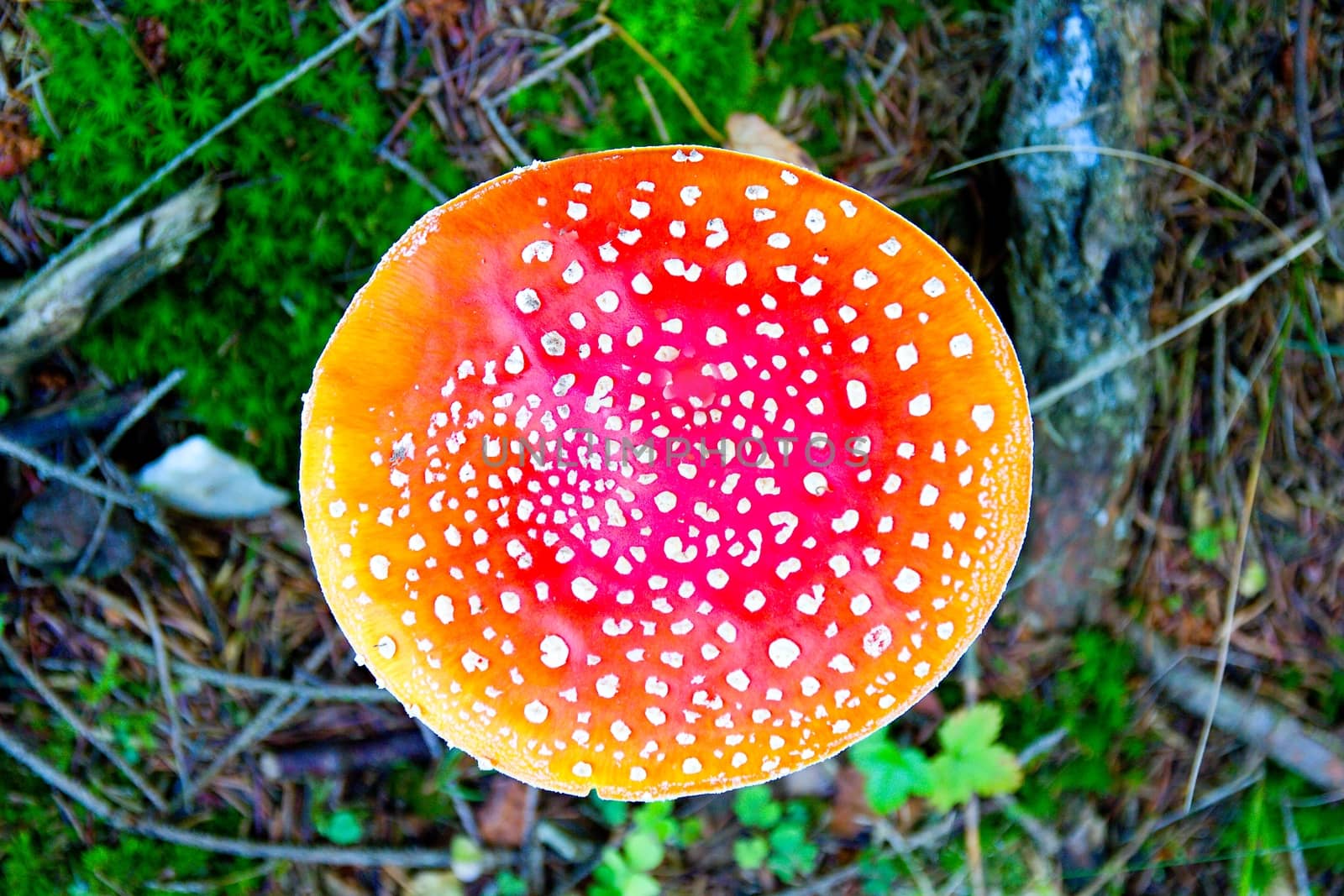 Mushrooms in the wood by Dermot68