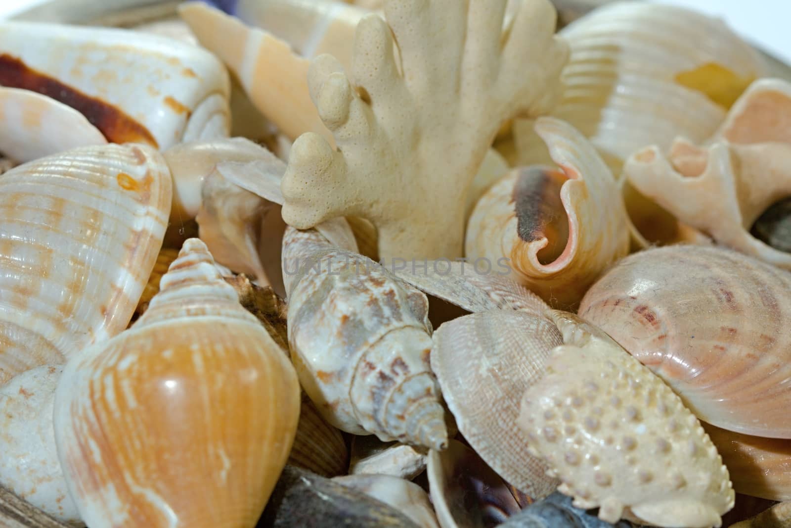 Photo shows detail of sea shell on white background.