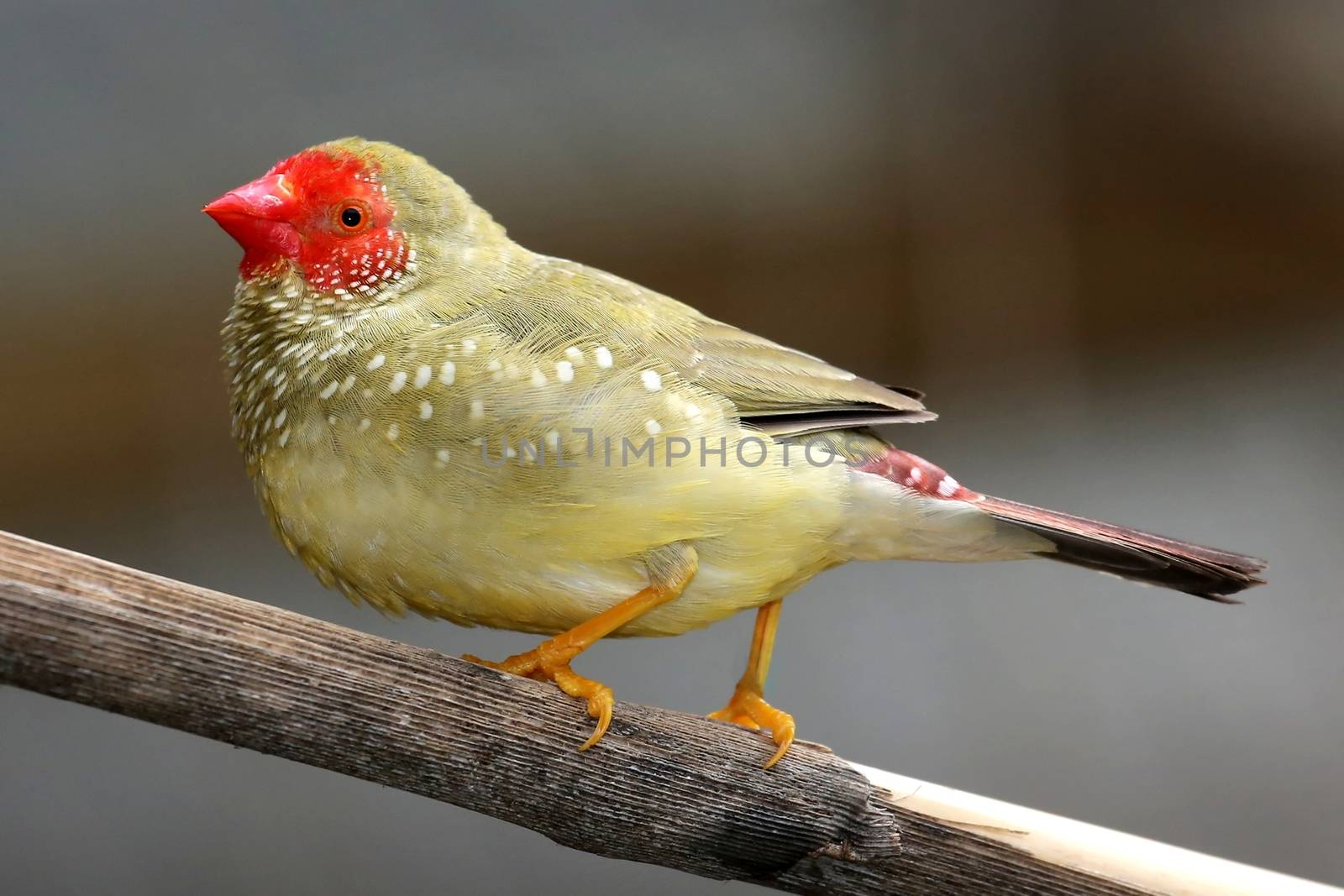 Beautiful male Star Fich from Australia with olve feathers and red head