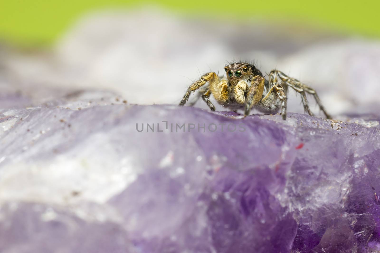 The Zebra Spider,Salticus scenicus