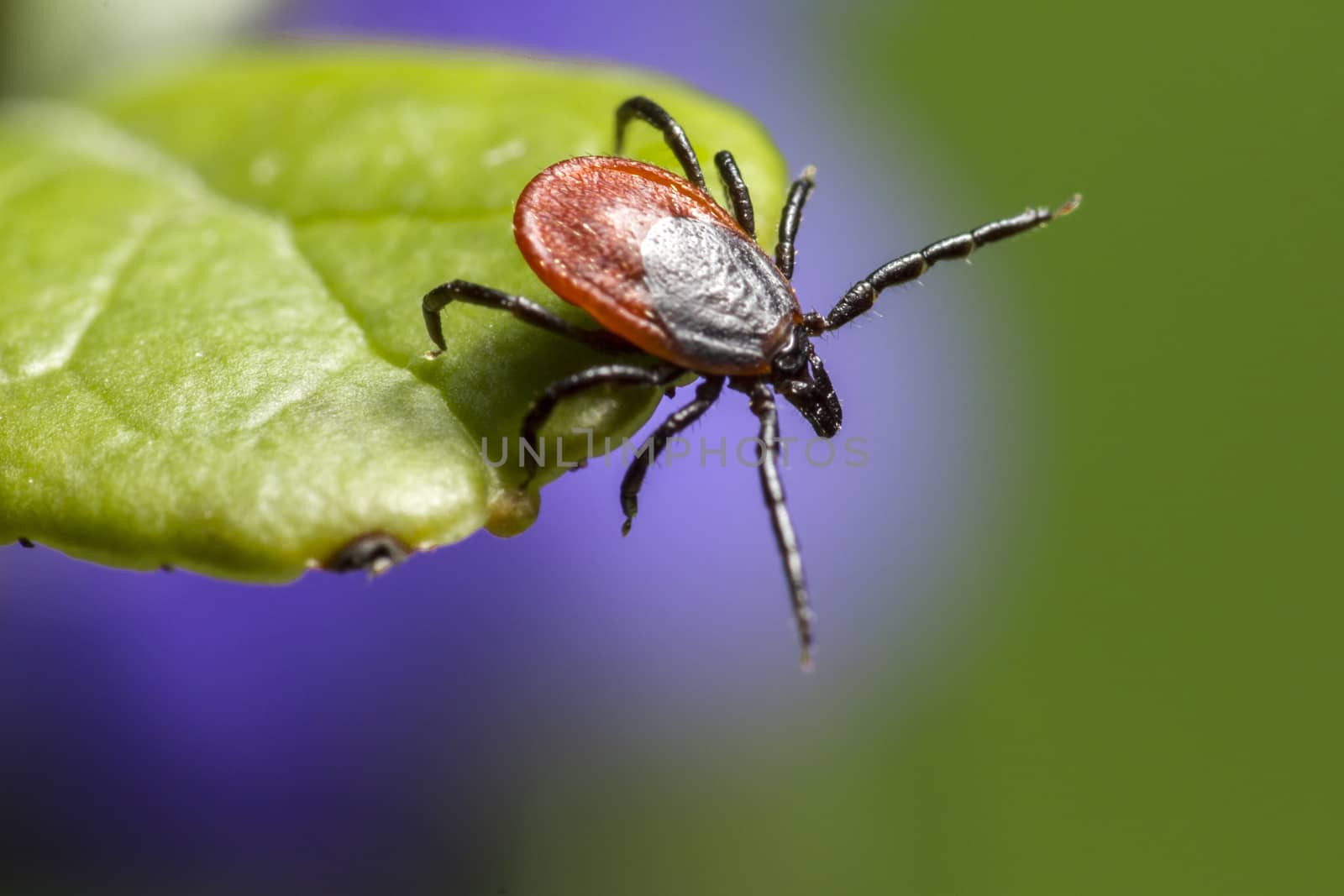 The castor bean tick, (Ixodes ricinus)