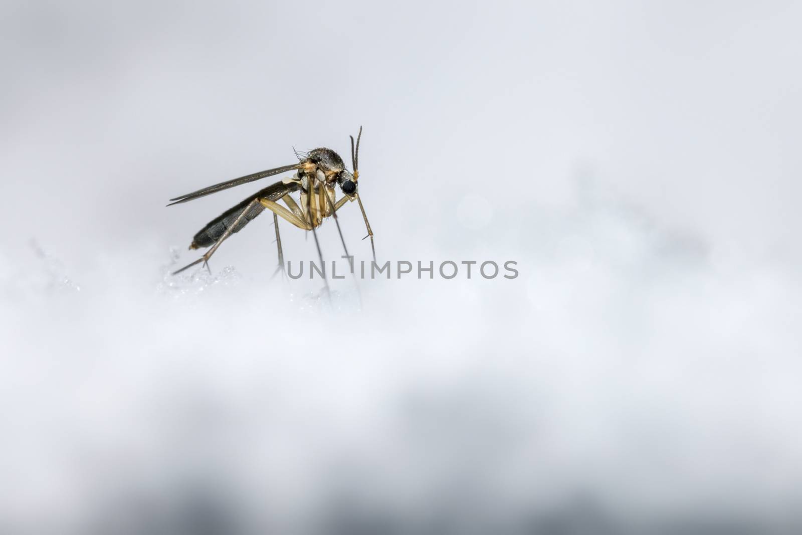 The Ice Mosquito