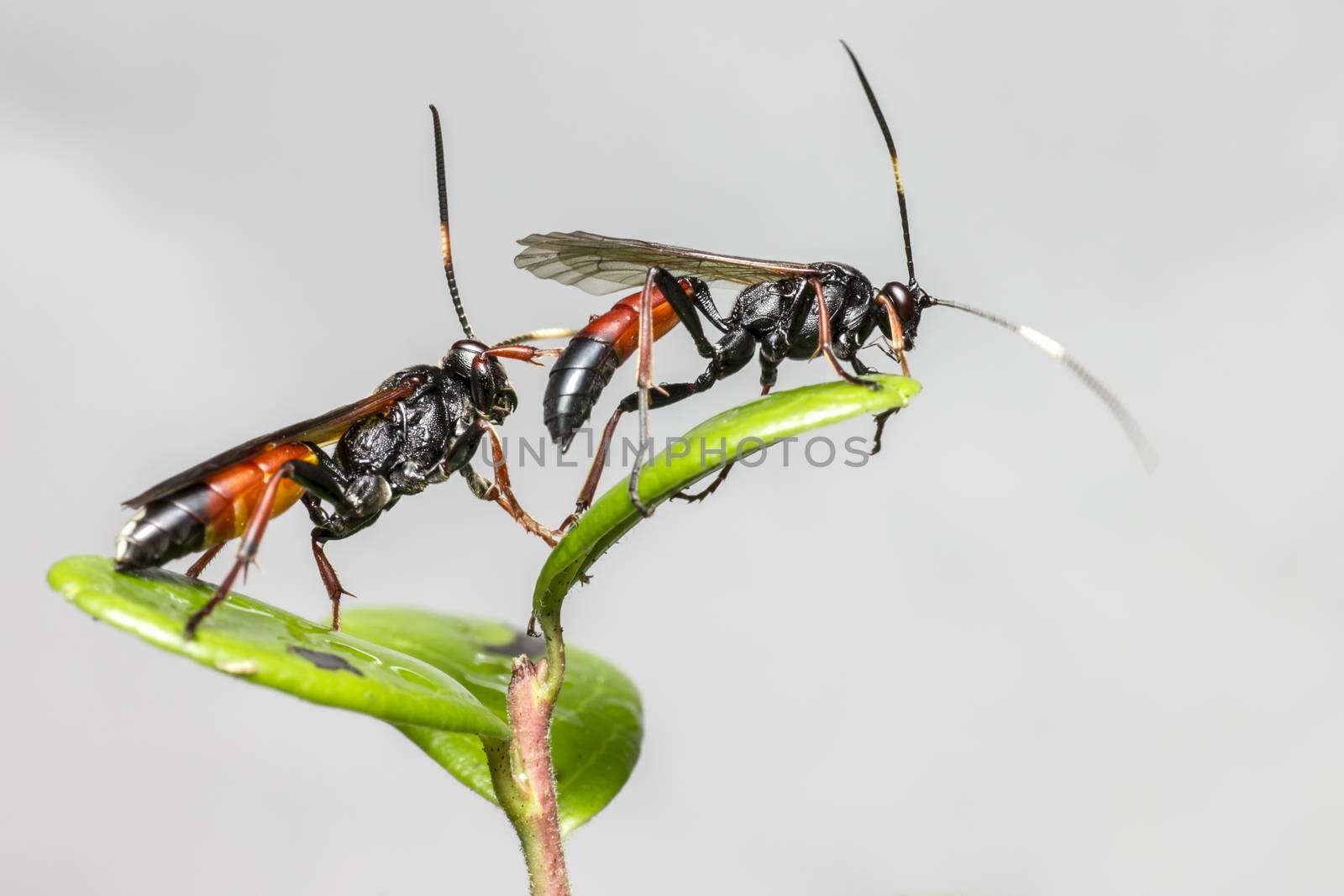 The Ichneumon Wasp (Coelichneumon viola)