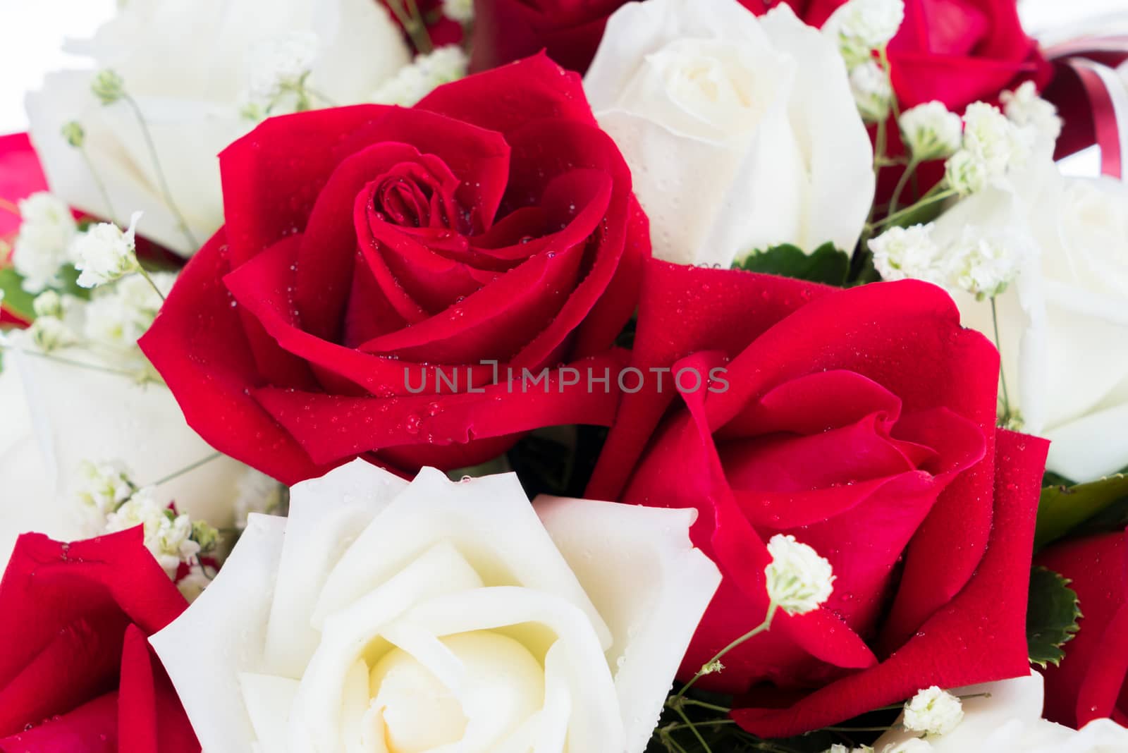 Red and white rose are arrange together