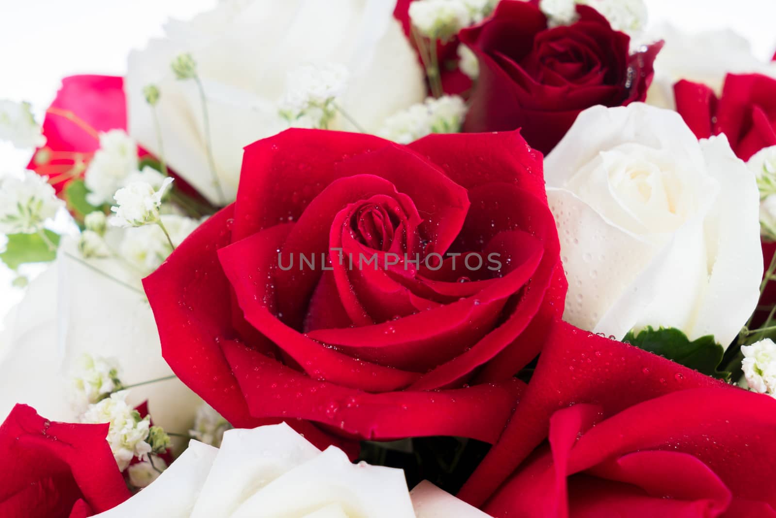 Red and white rose are arrange together