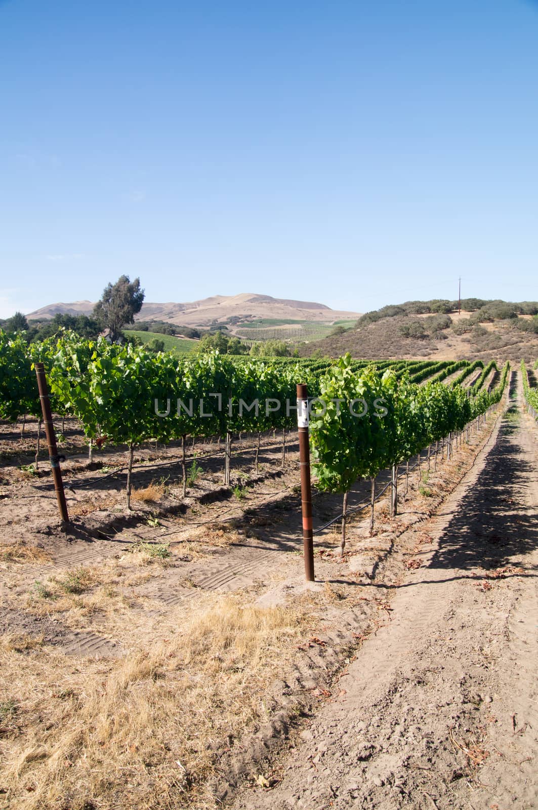 California Vineyards by emattil