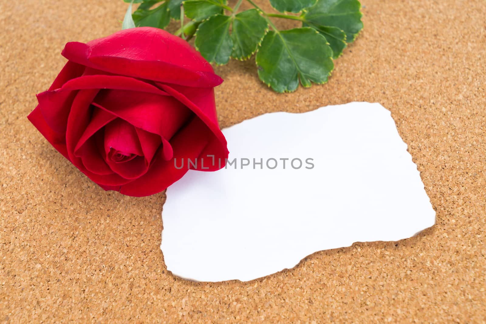 Single red rose with paper that was burnt at the edges,on corkboard, space for text