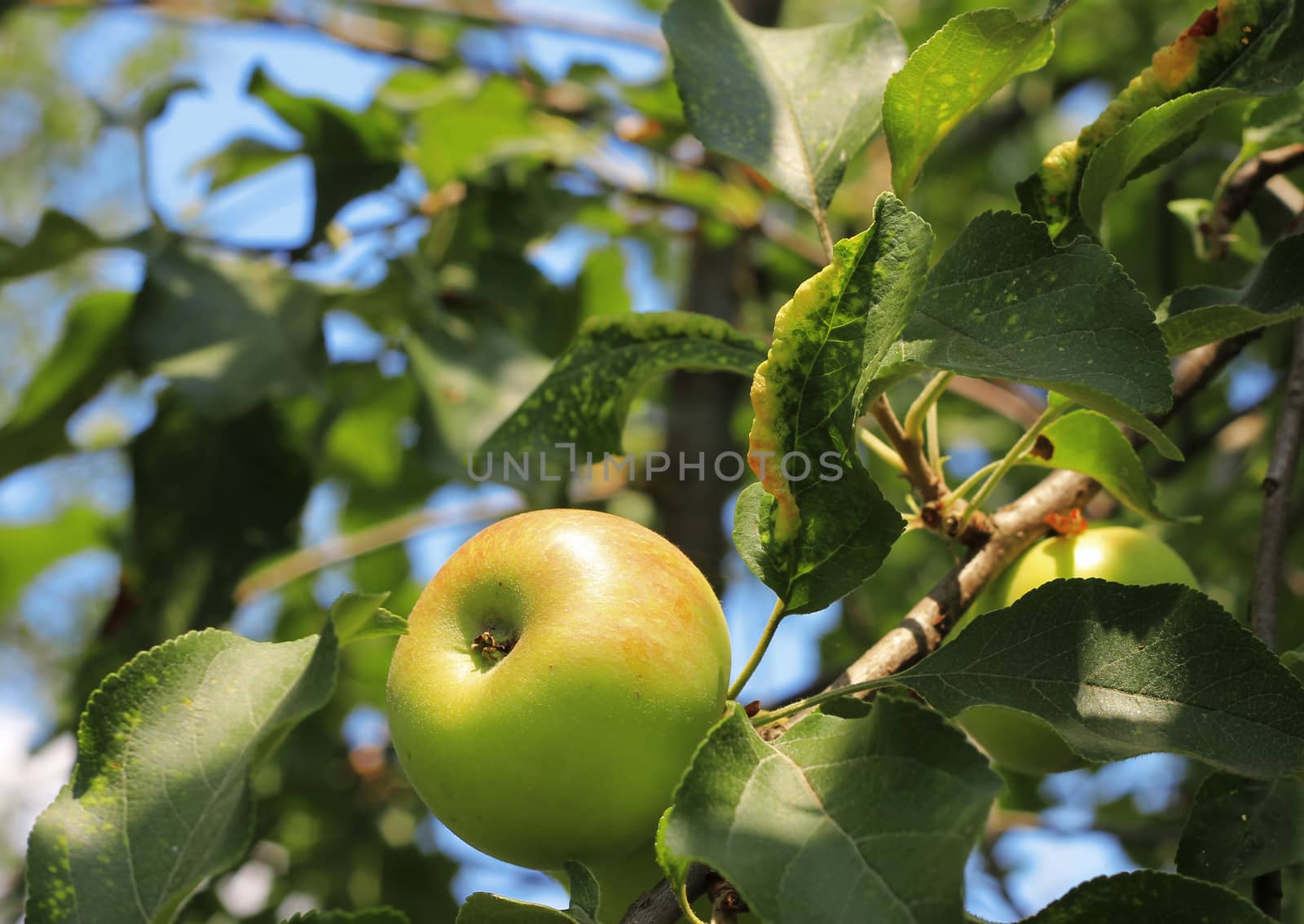 Green And Red Apple Hanging On Tree against blue sky