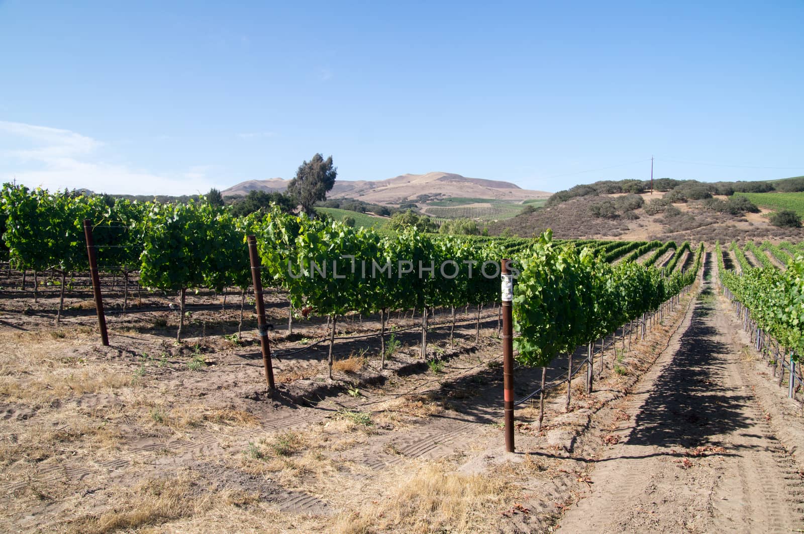 Vineyards in the soft rolling hills of Caliornia