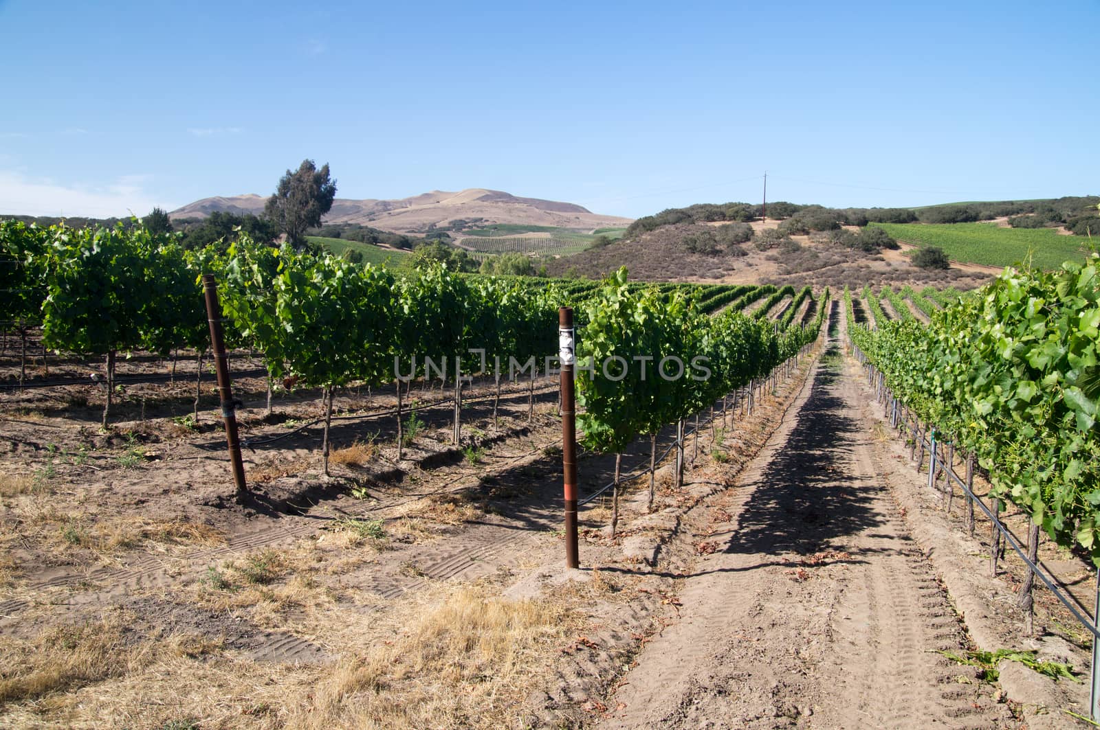 Desert sun on California grapevines by emattil