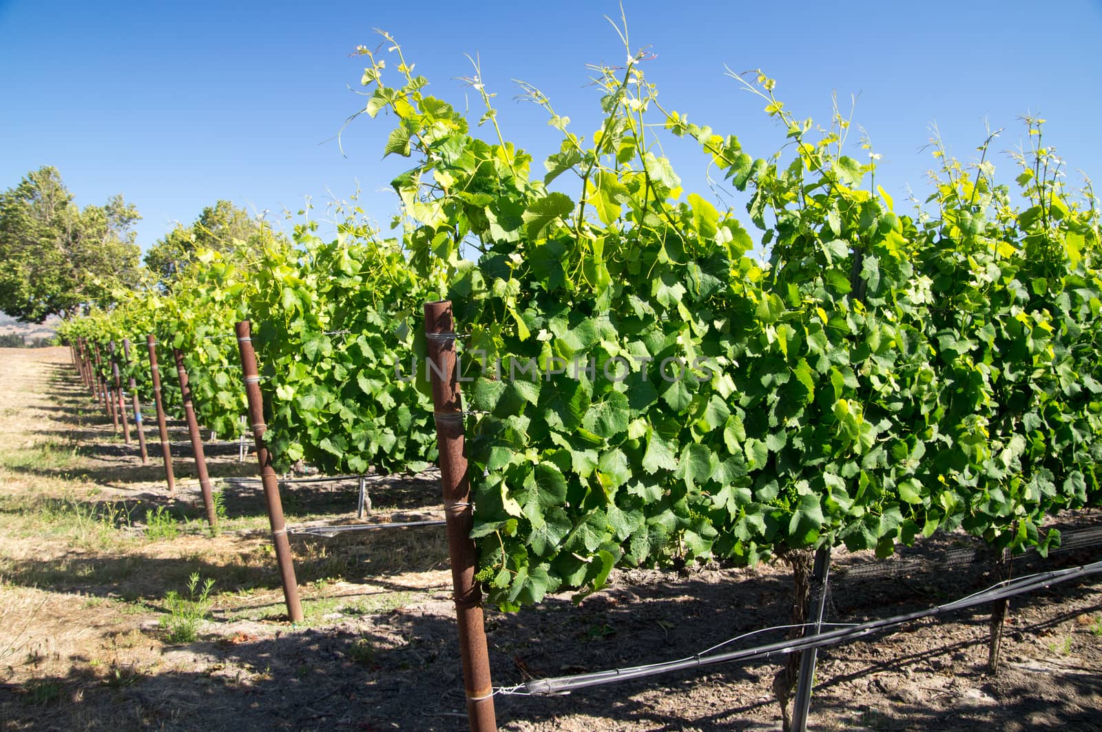 Young California grapes on vine