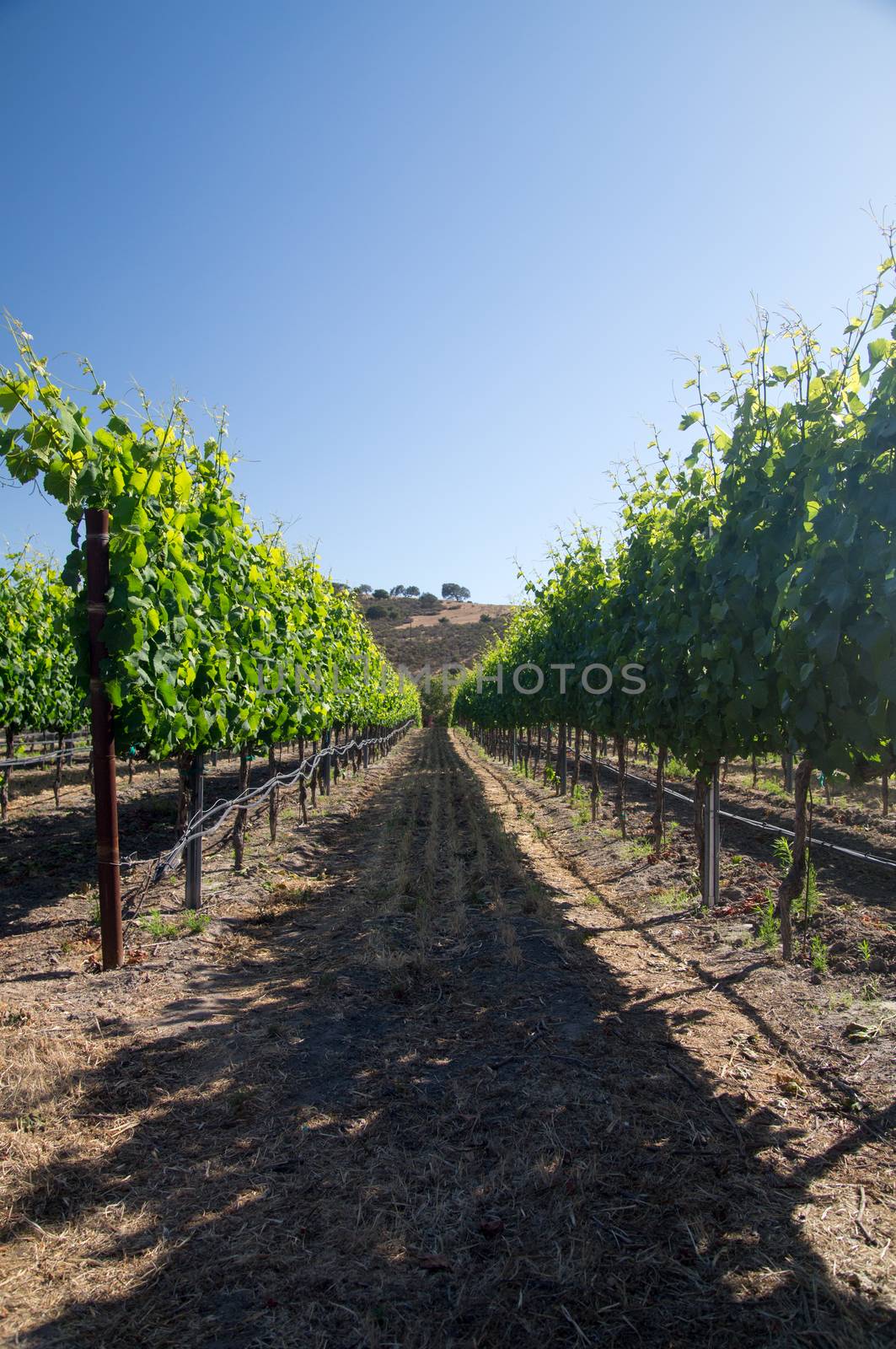 Row of grapevines in Summer sun by emattil