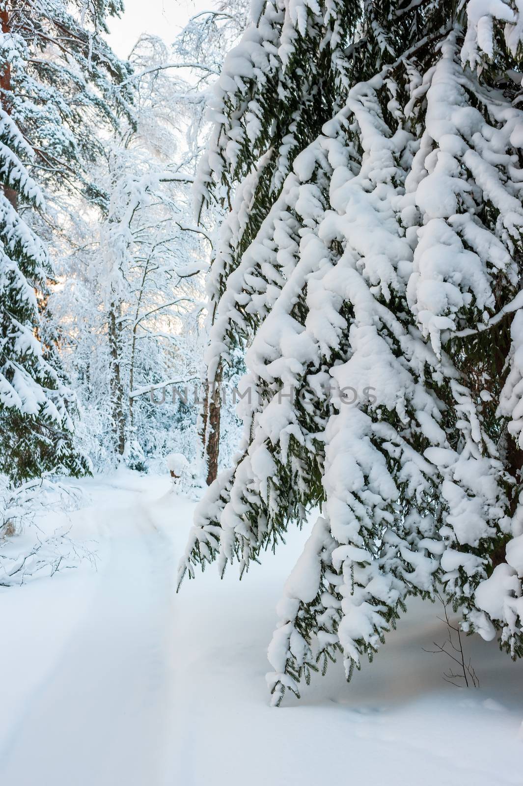 lane among the trees in a snowy winter forest by kosmsos111