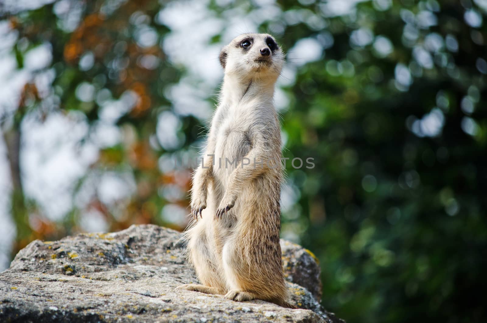 meerkat by sarkao