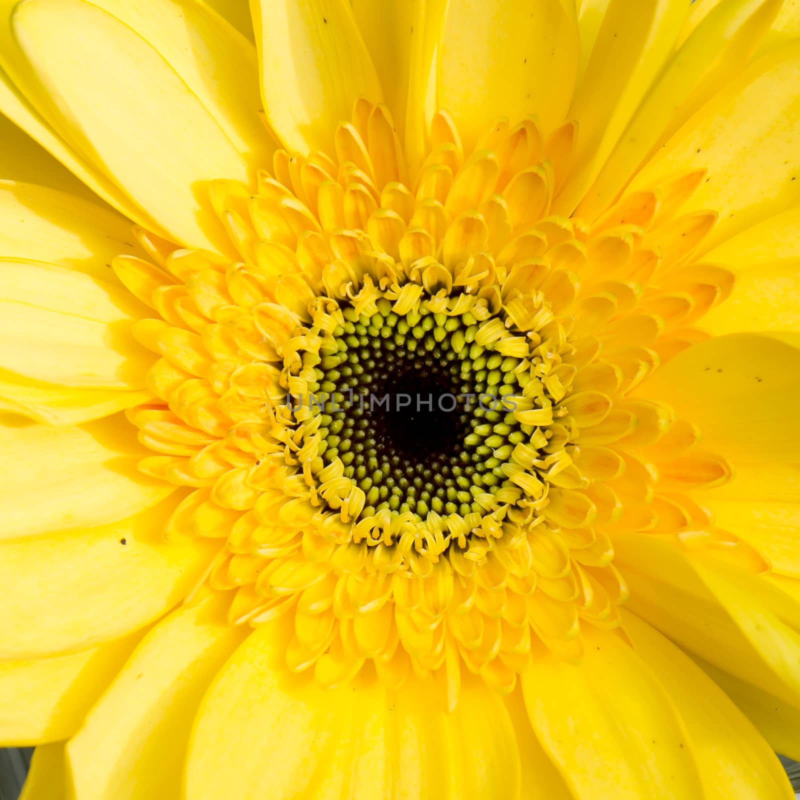 close-up of sunflower.